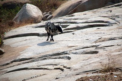 Spotted Cow on the Rocks