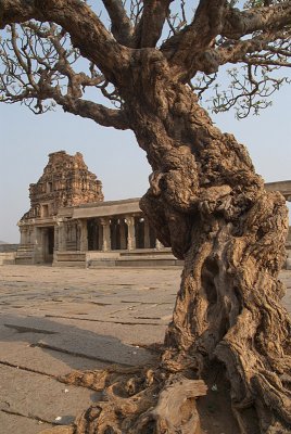 Tree at the Vitthala Temple