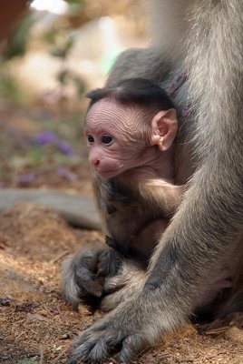 Baby Monkey