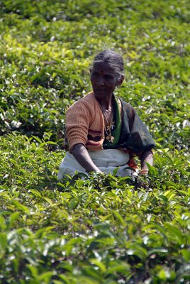 Old Lady in the Tea Garden