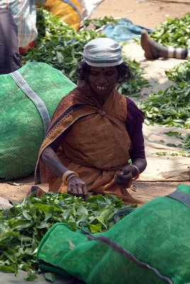 Sorting Tea Leaves
