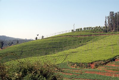 View of the Tea Garden from Nilgiris Express