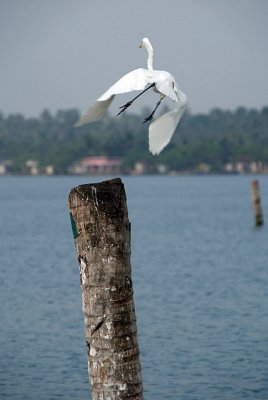 Egret Taking Flight