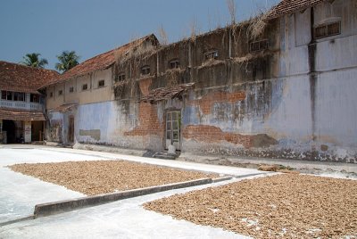 Ginger Drying