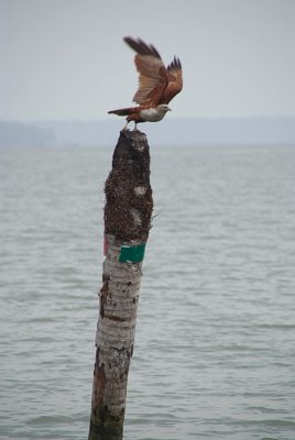 Brahminy Eagle Takes Flight