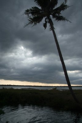 Palms Against the Storm 03