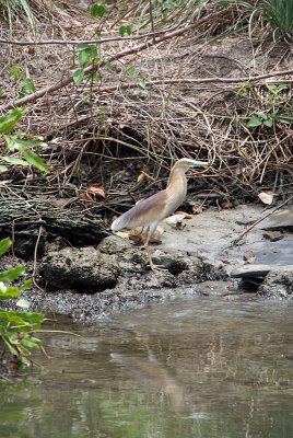 Pond Heron