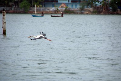 Stork in Flight