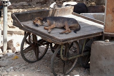 Dog on a Cart