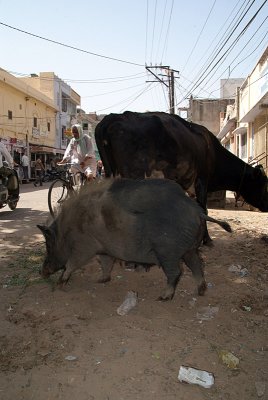 Pig and a Cow