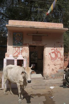 Temple Cow