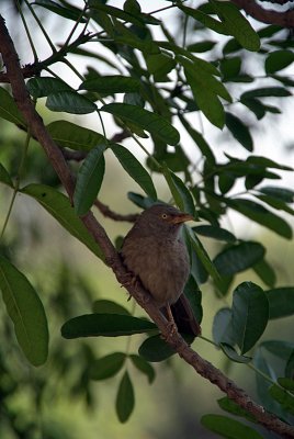 Jungle Babbler