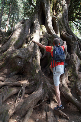 Chris Climbs a Tree