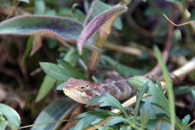 Lizzard Looks