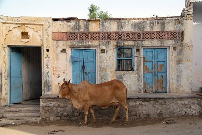 Cows Come Home