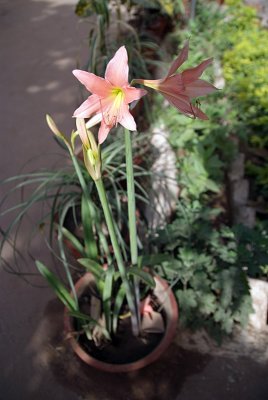 Pretty Flower