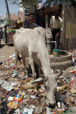 Rubbish Cow