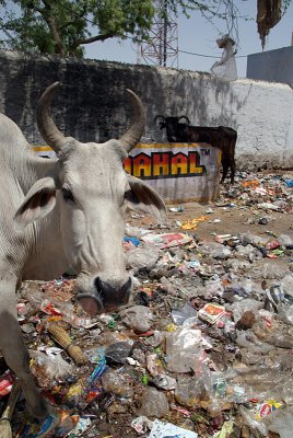 Rubbish Cows