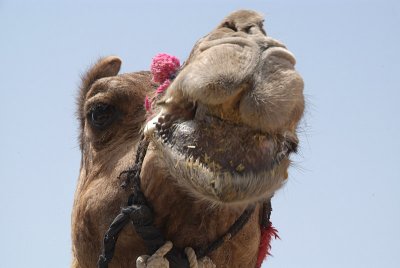 Smiling Camel