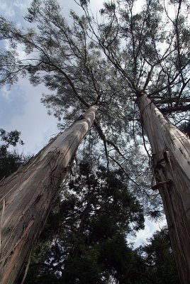 Tall Eucalypts