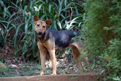 The Botanical Garden Dog
