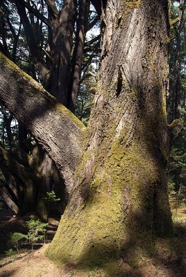 Tree at Cairnhill