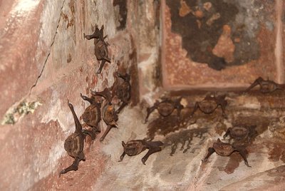 Lots of Bats.jpg