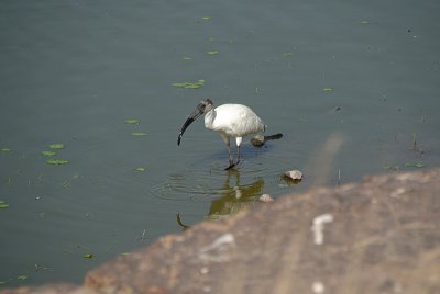 Black-Headed Ibis