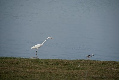Intermediate Egret and Black-Winged Stilt