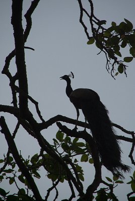 Peacock in a Tree