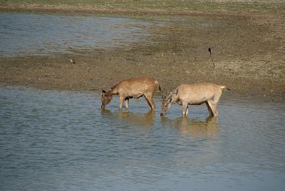 Sambar Drinking