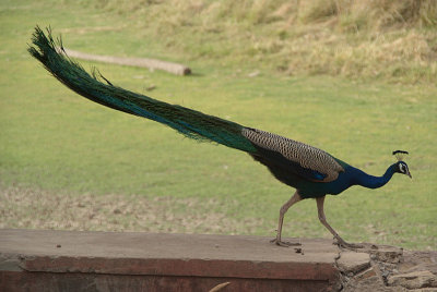 Strutting Peacock