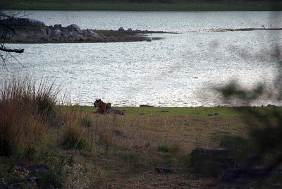 Tiger by the Water