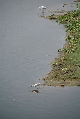 Egrets in the Water