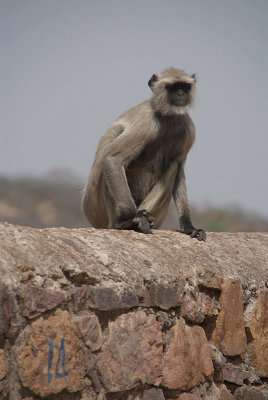 Langur on a Wall