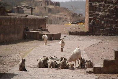 Monkeys and Some Goats