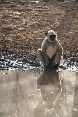Watching the Monkeys Ranthambore