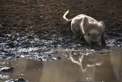 Drinking Monkey