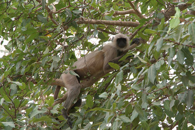 Langur on a Branch