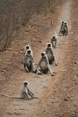 Monkeys on the Road