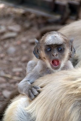 Yawning Baby