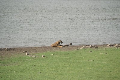 Watching the Tiger 03