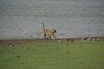 Watching the Tigers Ranthambore