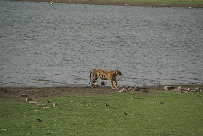 Watching the Tiger 21