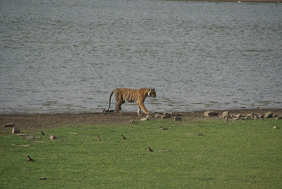Watching the Tiger 22