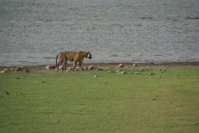 Watching the Tiger 24