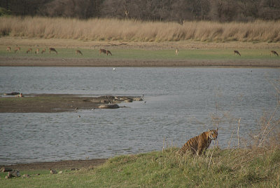 Watching the Tiger 30