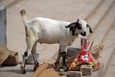 Goat on the Scrounge
