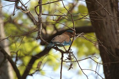 Indian Roller from Back