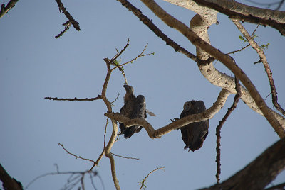 Indian White-Rumped Vultures Looking Down